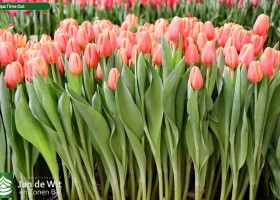 Tulipa Time Out ® (2)